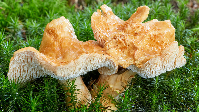 Ежевик гребенчатый фото