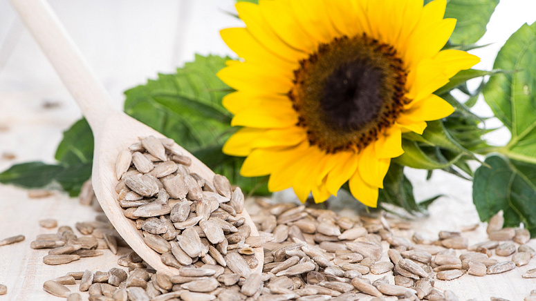 Семена подсолнечника – доступный продукт массового употребления фото