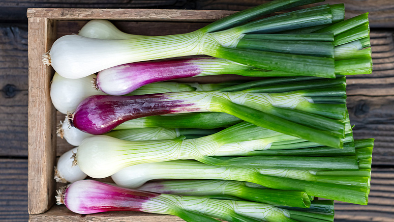 зеленый лук фото