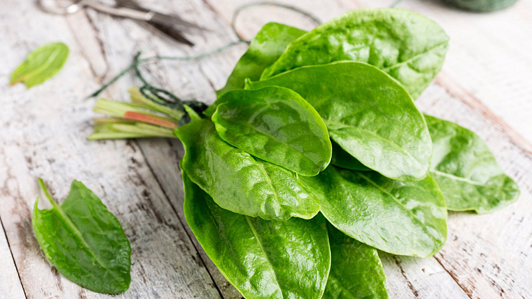 свежий щавель фото