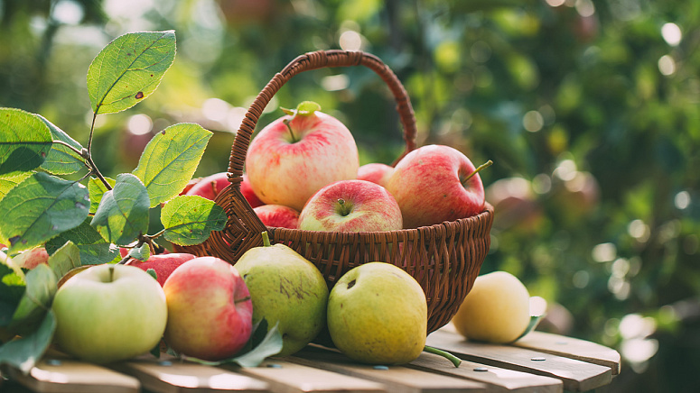 яблоки в корзинке фото