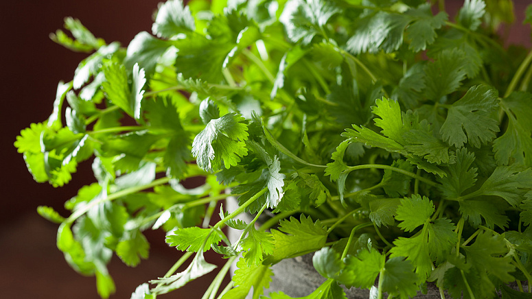 Свежая кинза фото