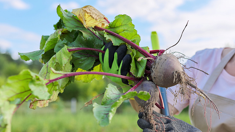 сбор урожая фото