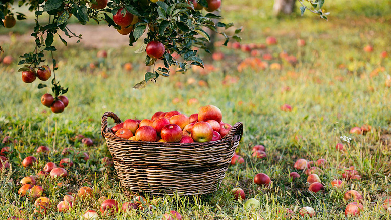 Спелые яблоки фото