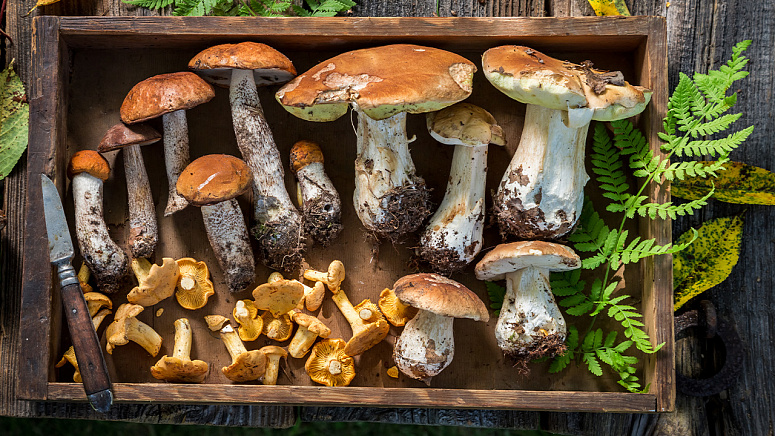 Собранные грибы фото