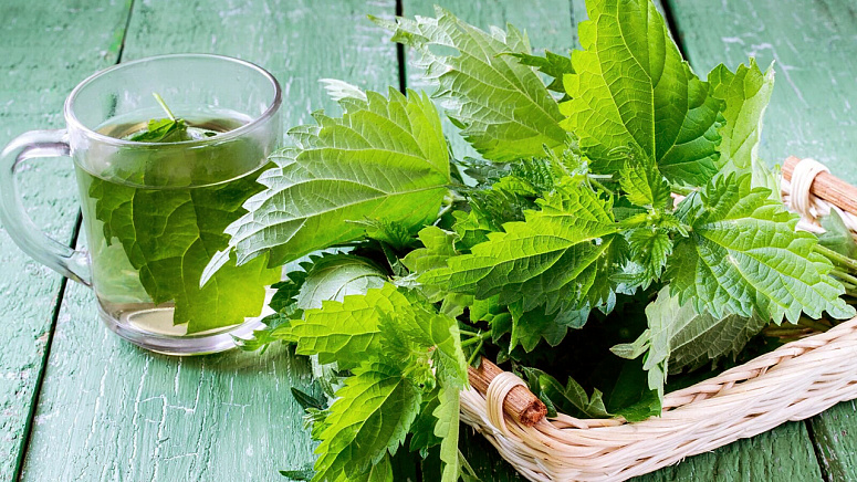 Напиток с крапивой фото