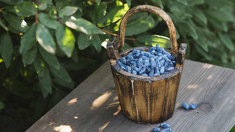 жимолость в корзинке фото