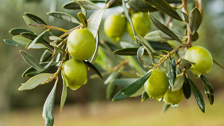 как растут оливки фото