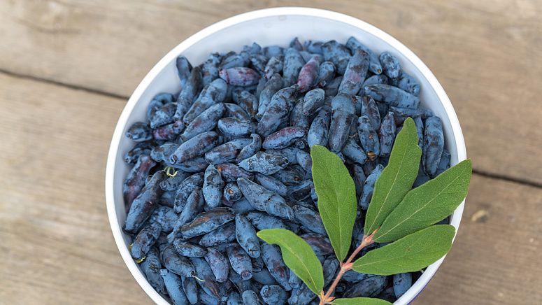 жимолость ягода фото