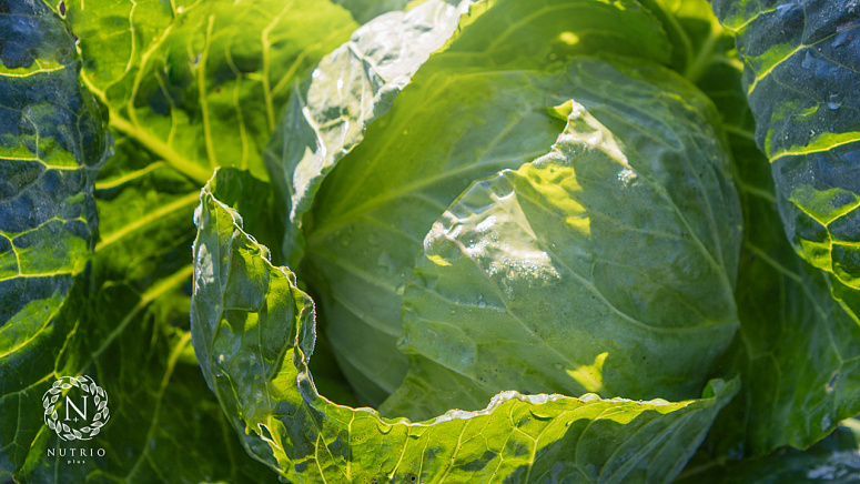 свежая капуста фото