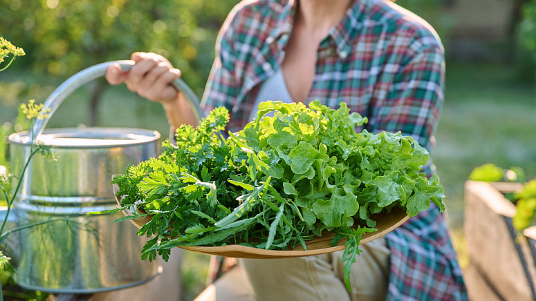 зелень свежая фото