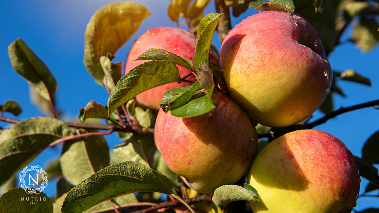 Яблоки фото