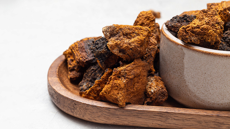 чага грибы фото