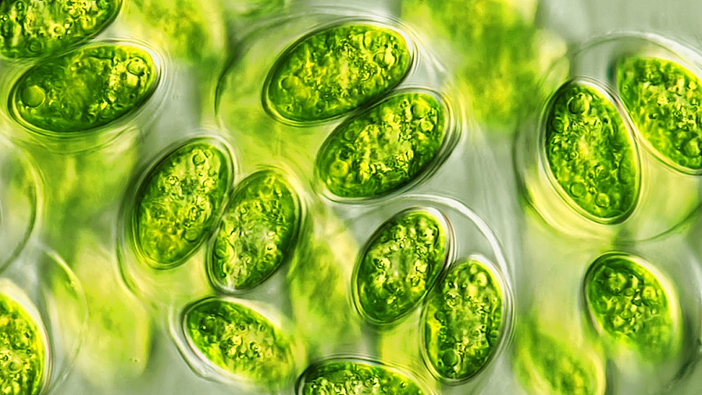 клетки, Хлорелла