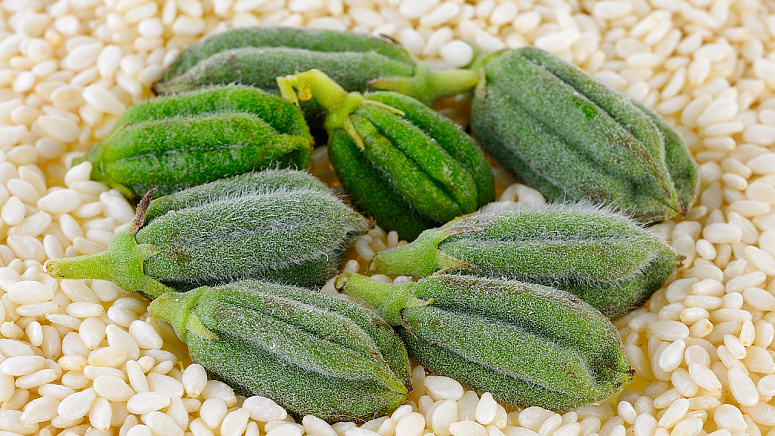 семена кунжута фото