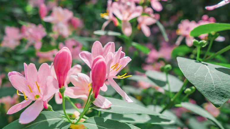 как растет жимолость