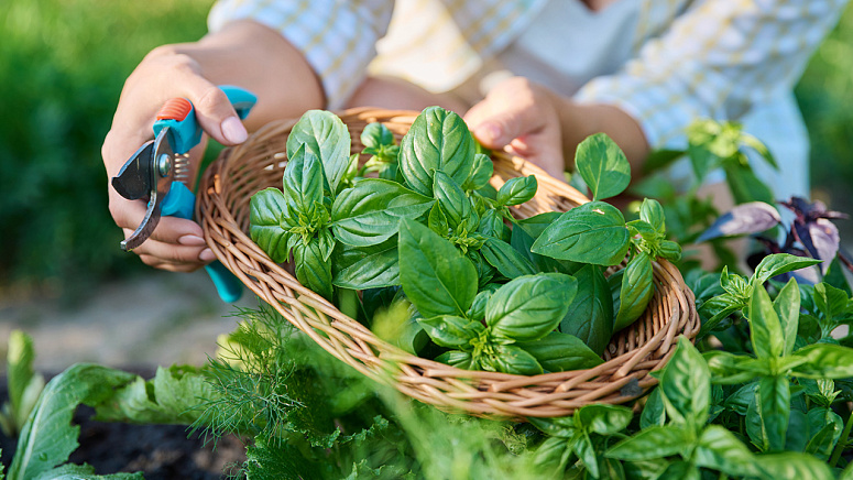 Сбор базилика фото