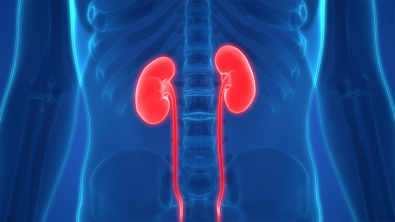 кортизол, почки, снимок