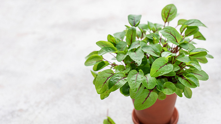 Микрозелень щавеля фото