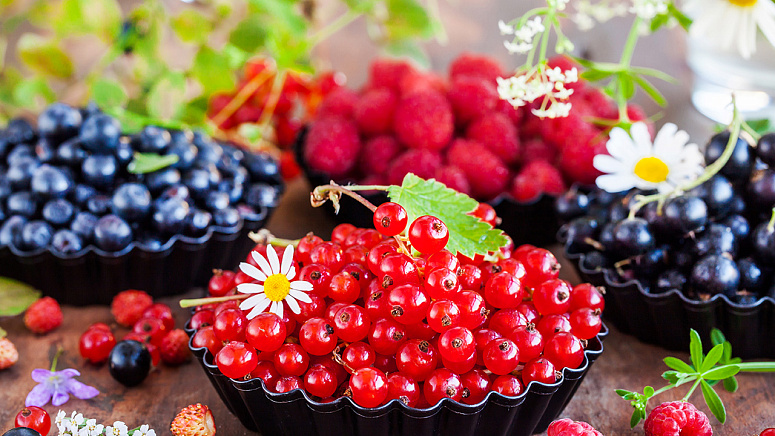 смородина черная и красная фото