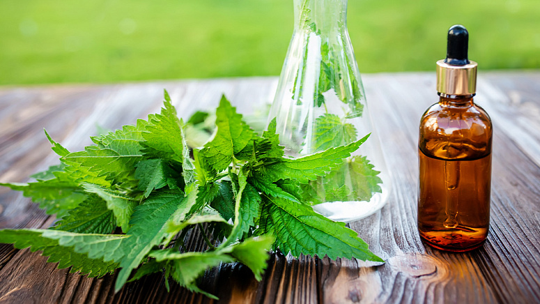 Крапива в косметологии фото