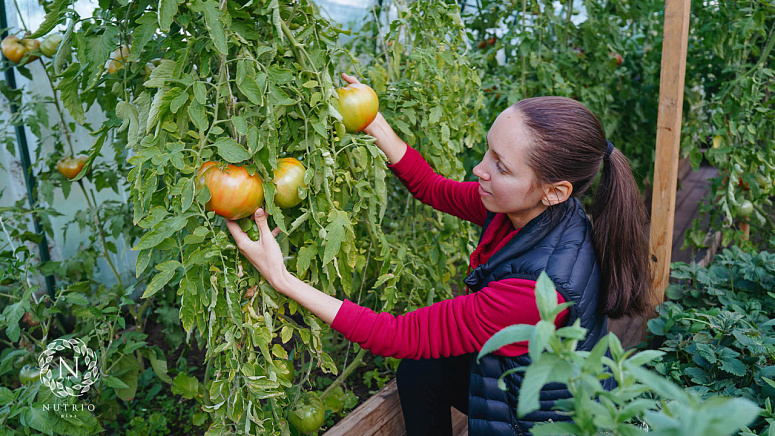 Как растут помидоры фото