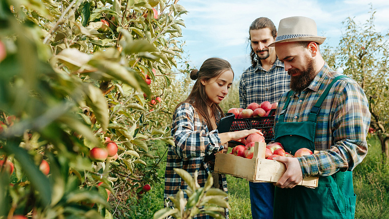 Сбор урожая яблок фото