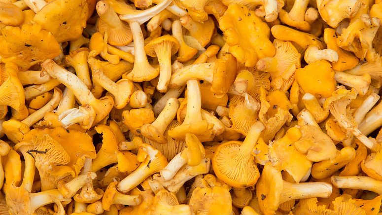 Лисички свежие фото