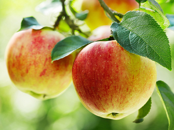 Алхимия питания