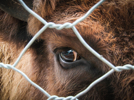 Мясо: научные исследования о вреде мясной продукции