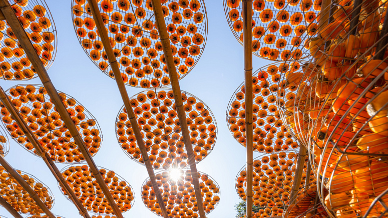 хурма сушится на солнце фото