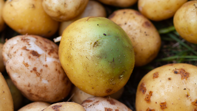 Зеленая картошка фото