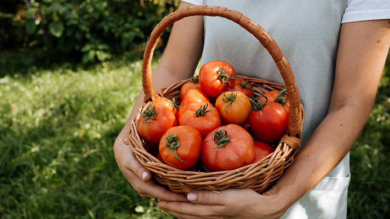 сбор сезонного урожая фото