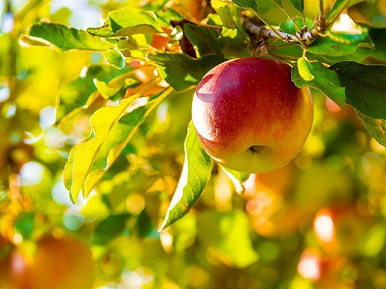 Плод и плодородие: питание в беременность