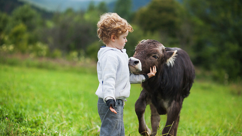 ахимса фото