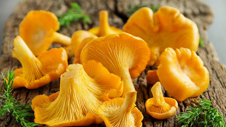 Грибы лисички свежие фото