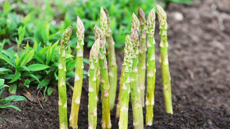как растет спаржа фото