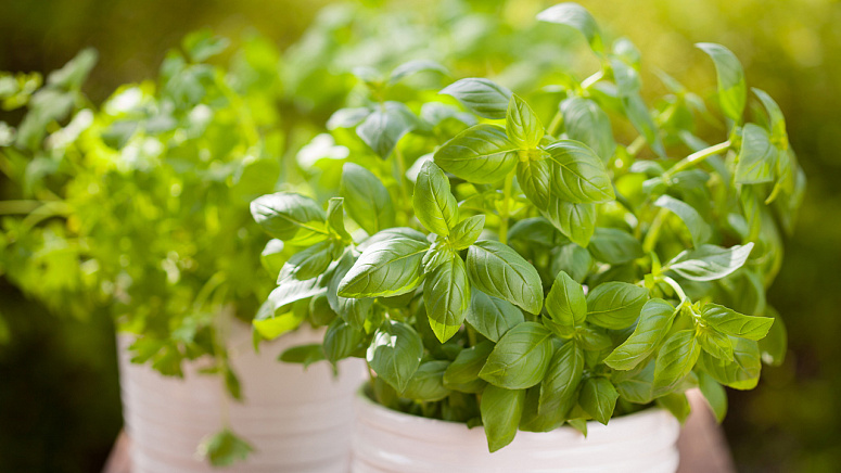 Базилик фото