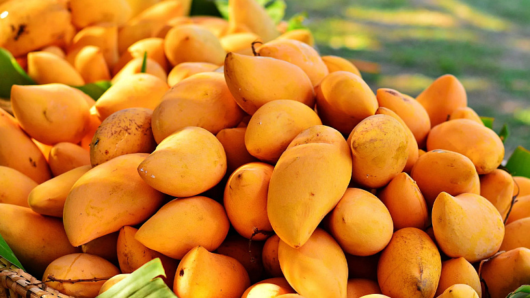 сбор манго фото