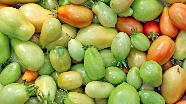 зеленые помидоры фото