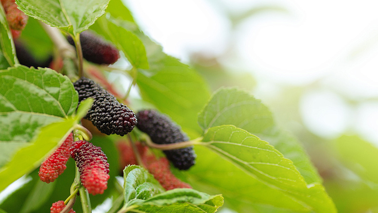 как растет шелковица фото