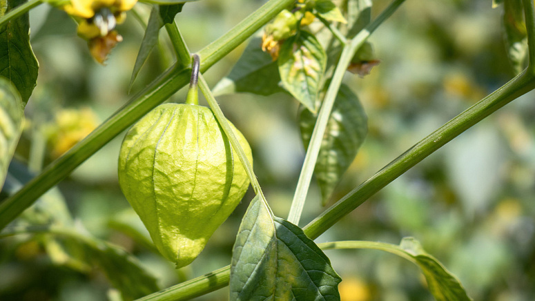 Как растет физалис фото