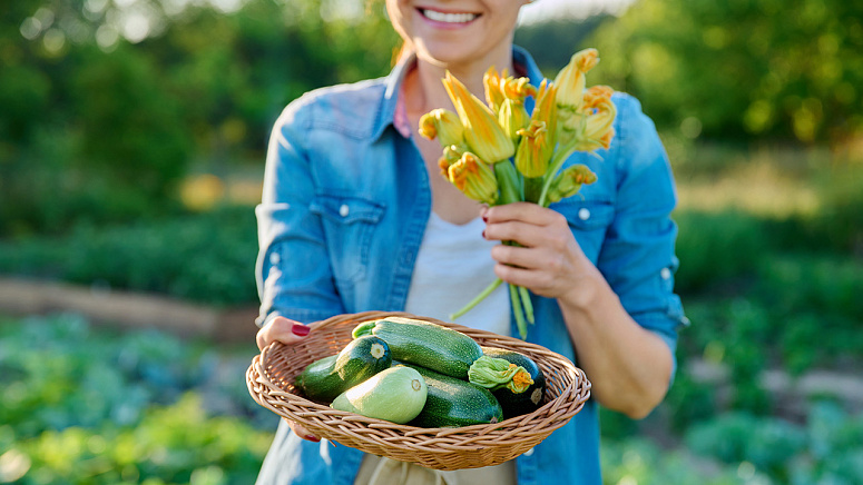 сбор кабачка фото