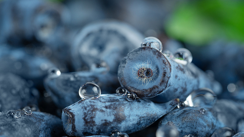 спелые ягоды жимолости фото