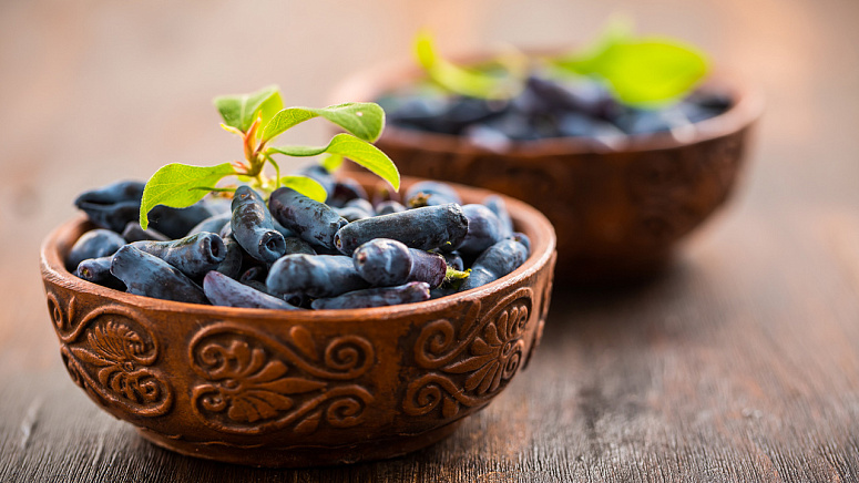 жимолость в тарелке фото