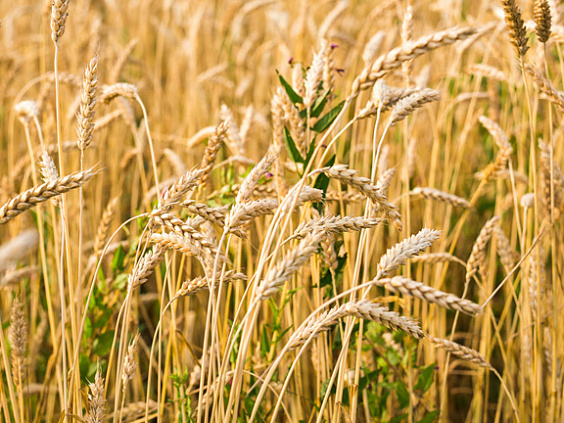 Глютен: как организм реагирует на данный антинутриент