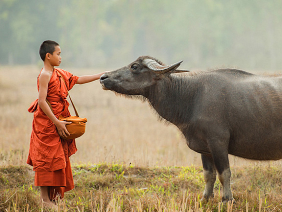 Мясоедение в монашестве: миф или реальность