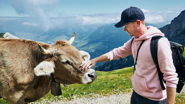 мужчина гладит корову фото