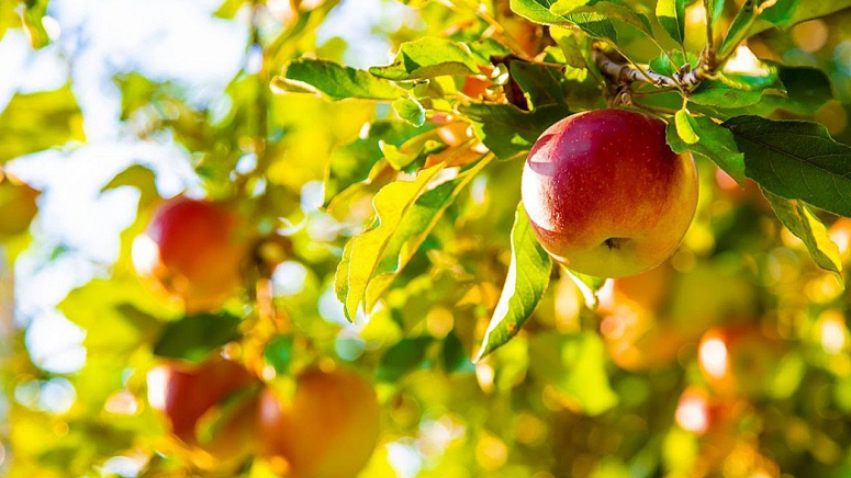 Плод яблока фото