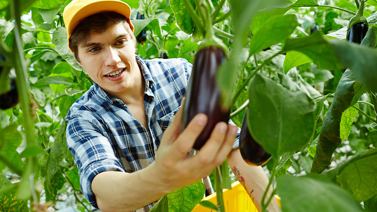 сбор урожая баклажанов фото